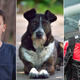 Illustration for article titled Inspirational? Something Happened In Lithuania With A Sick Little Boy And An Abandoned Dog And An Ant-Man Costume But We Can’t Quite Put The Pieces Together Using Google Translate
